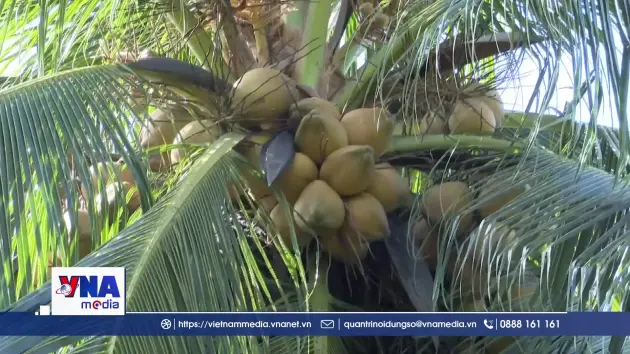 Khai mở giá trị tỷ đô cho xuất khẩu dừa Vĩnh Long