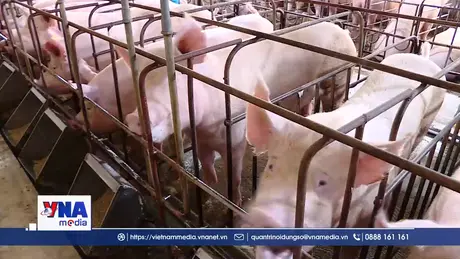 300 lợn nái tiêm thử nghiệm vaccine an toàn tuyệt đối