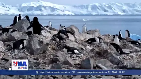 Nam Cực ấm lên khiến chim cánh cụt sinh sản sớm
