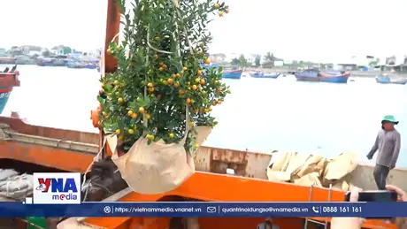 “Mang Tết” sớm ra đặc khu Lý Sơn