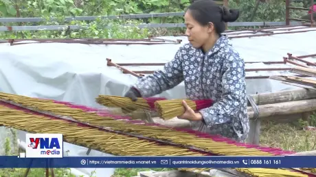 Gìn giữ nghề làm hương xạ truyền thống