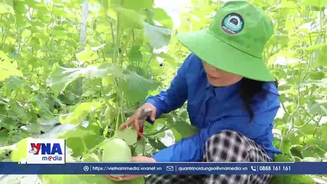 Nhà vườn Đắk Lắk tất bật vào vụ hoa, trái phục vụ Tết