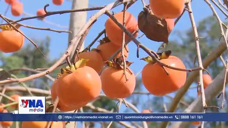 Khám phá mùa hồng chín trên cao nguyên Mộc Châu