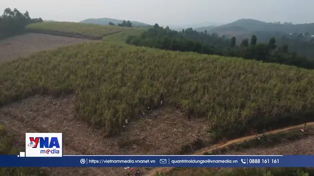 Nông dân Tuyên Quang rộn ràng vào vụ thu hoạch mía