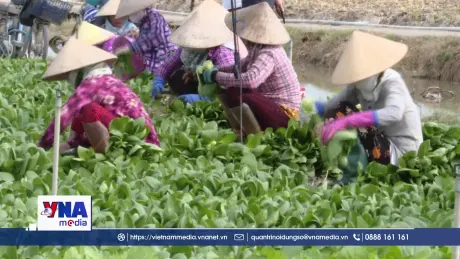 Ứng dụng khoa học công nghệ trong trồng rau màu an toàn