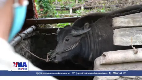 Người dân Quảng Ninh chủ động chống rét cho đàn vật nuôi