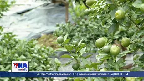 Nhộn nhịp sắc xuân tại các nhà vườn những ngày giáp Tết