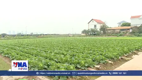 Rét đậm làm đảo lộn thời vụ rau xanh