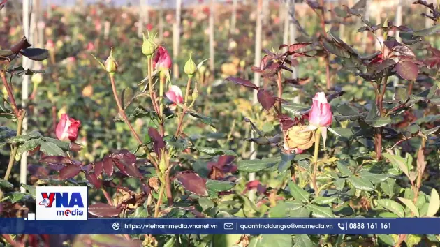 Vùng cao Púng Luông bảo vệ cây trồng trong các đợt rét