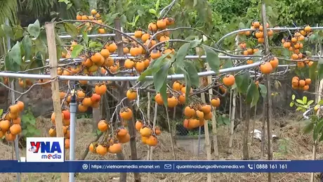 Tiên phong “chinh phục” giống hồng cổ ở vùng ven biển