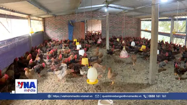 Gà đồi Chí Linh sẵn sàng cho thị trường Tết