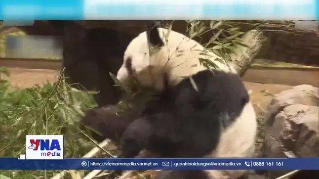 Tiêu điểm quốc tế: Gấu trúc khép lại chặng đường tại Nhật Bản