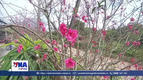 Rực rỡ sắc xuân hoa đào trên vùng cao Quảng Trị