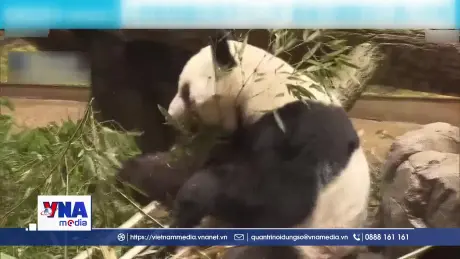 Tiêu điểm quốc tế: Gấu trúc khép lại chặng đường tại Nhật Bản