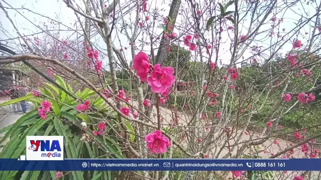 Rực rỡ sắc xuân hoa đào trên vùng cao Quảng Trị