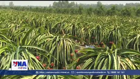 Vùng chuyên canh thanh long Đồng Tháp vào mùa Tết