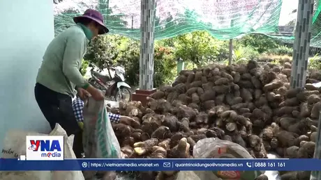 Trúng mùa khoai mỡ, nông dân U Minh Thượng lãi hàng trăm triệu đồng