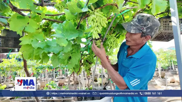 Nho cảnh Khánh Hòa đắt hàng dịp Tết