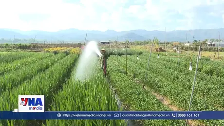 Vựa hoa Thanh Nưa ở Điện Biên tất bật vào vụ Tết