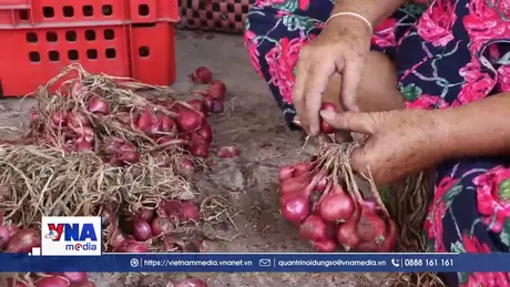 Hướng đi mới của hành tím Vĩnh Châu