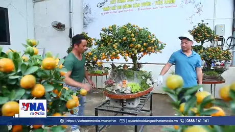 Các nhà vườn tất bật chuẩn bị phục vụ thị trường Tết