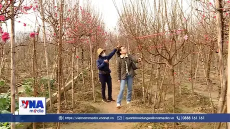 Người dân Hà Nội chơi đào Tết sớm