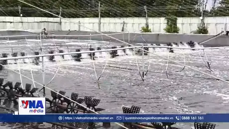 Hiệu quả nuôi tôm ứng dụng công nghệ cao vùng ven biển