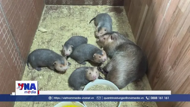 Nuôi dúi má đào sinh sản cho thu nhập cao