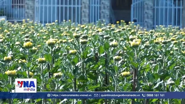 Vựa hoa cúc Khánh Hòa rộn ràng vào vụ Tết