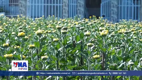 Vựa hoa cúc Khánh Hòa rộn ràng vào vụ Tết