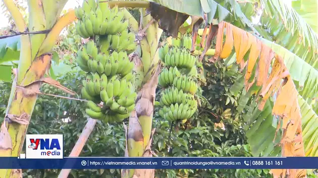 Nông dân Hải Phòng được mùa chuối Tết