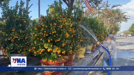 Xuân về trên “thủ phủ” quất cảnh Đà Nẵng