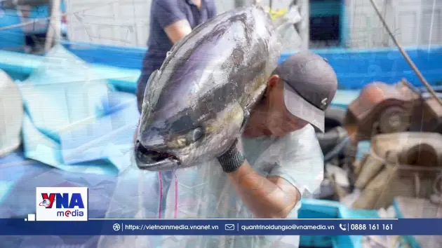 Ngư dân Gia Lai trúng đậm trong chuyến biển đầu năm