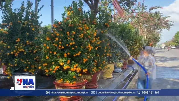 Xuân về trên “thủ phủ” quất cảnh Đà Nẵng