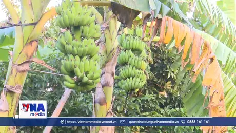 Nông dân Hải Phòng được mùa chuối Tết