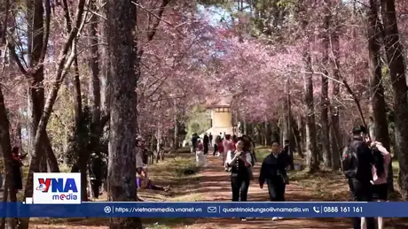 Mùa hoa Mai anh đào Đà Lạt – Mùa lễ hội của nhân dân