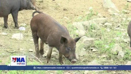 Đà Nẵng: Nông dân miền núi thoát nghèo nhờ mô hình trang trại