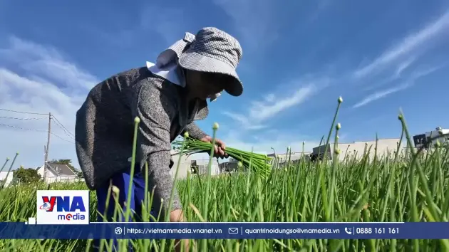 Ngồng hành tím vào vụ, nông dân Nam Khánh Hòa phấn khởi