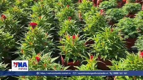 Nhà vườn Vĩnh Long sẵn sàng đưa hoa ra chợ Tết