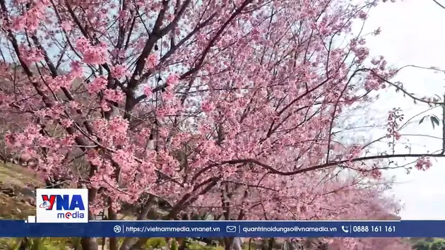 Hoa anh đào khoe sắc trên cao nguyên Mộc Châu
