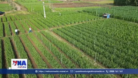 Thăm vùng trồng hoa lay ơn lớn nhất ở Đồng Nai