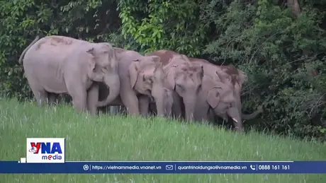 Voi tấn công khiến du khách thiệt mạng tại Thái Lan