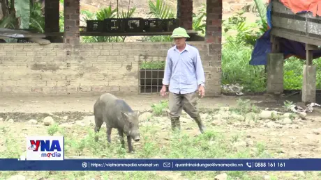 Đà Nẵng: Nông dân miền núi thoát nghèo nhờ mô hình trang trại