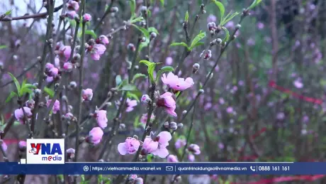 Đào Ninh Bình nguy cơ “thất thu” dịp Tết vì nở sớm