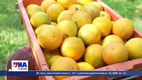 Đặc sản cam giòn Thượng Lộc rộn ràng vào vụ tết
