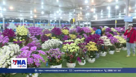 Sắc xuân từ các làng hoa, cây cảnh truyền thống