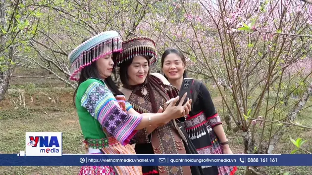 Đào bung sắc bản du lịch Sin Suối Hồ