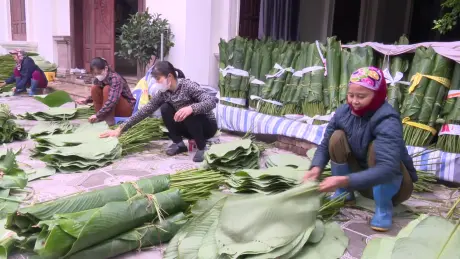 Làng lá dong ở Hưng Yên vào vụ Tết