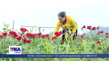 Tất bật chăm sóc hoa phục vụ thị trường Tết Nguyên đán