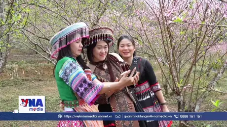 Đào bung sắc bản du lịch Sin Suối Hồ